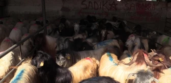 Elazığ'da Kurban Bayramı öncesi hayvan pazarında denetim gerçekleştirildi