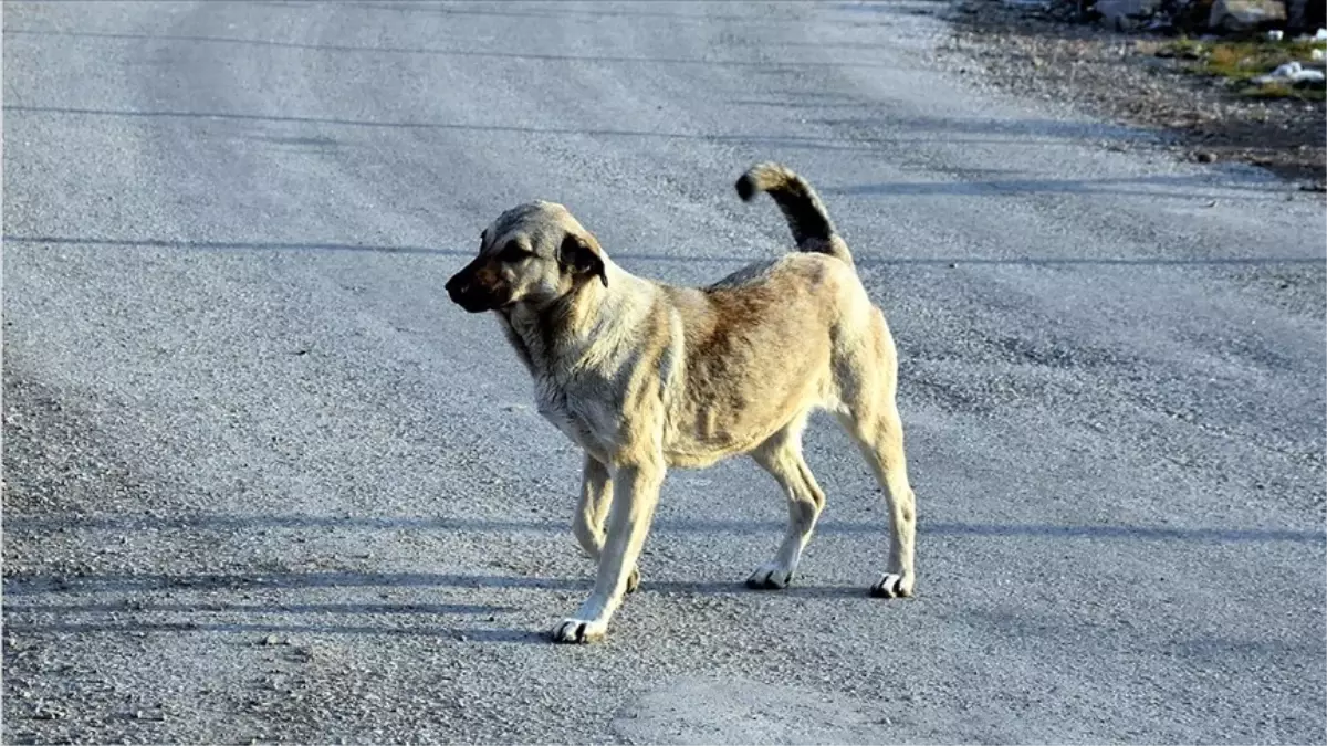 Başıboş sokak köpekleriye ilgili düzenlemede yeni detaylar! Hayvanını terk edene verilecek para cezası 10 kat artırılıyor