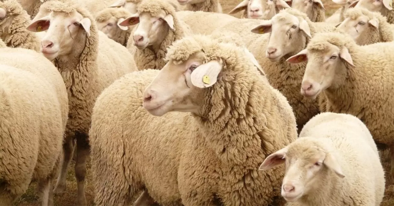 Bayramın ilk günü kaç kişi yaralandı? Kurban keserken yaralanan oldu mu?