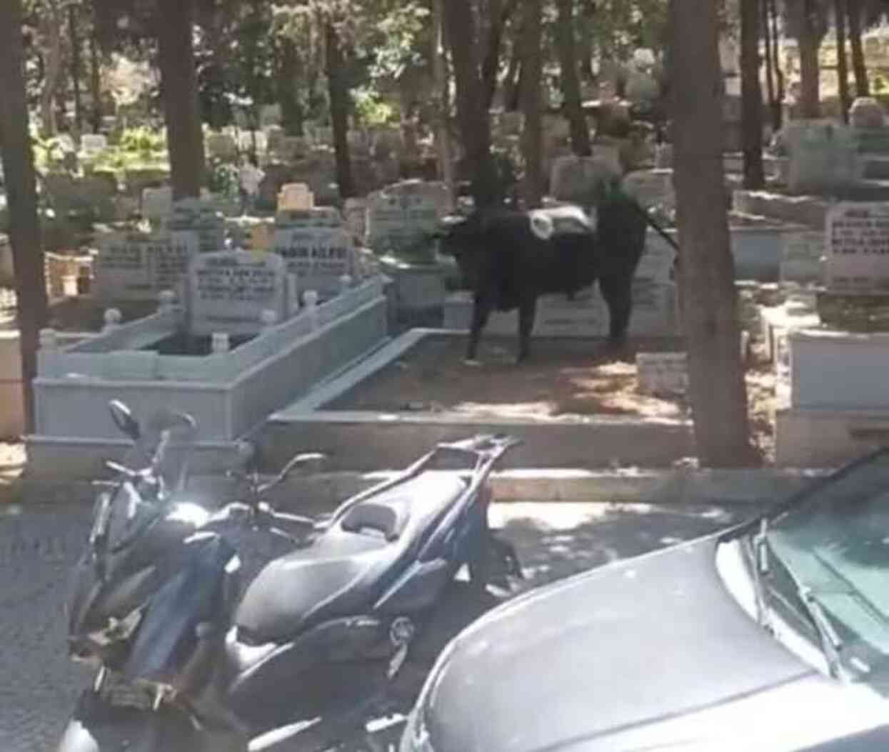 İstanbul'da panik anları! Mezarlığa kaçan kızgın boğa, 2 kişi yaraladı
