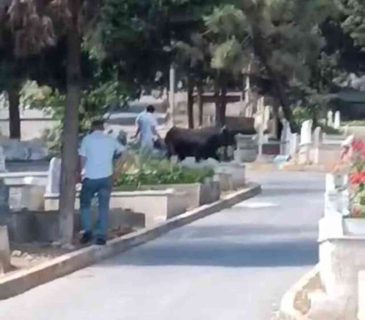 İstanbul'da panik anları! Mezarlığa kaçan kızgın boğa, 2 kişi yaraladı