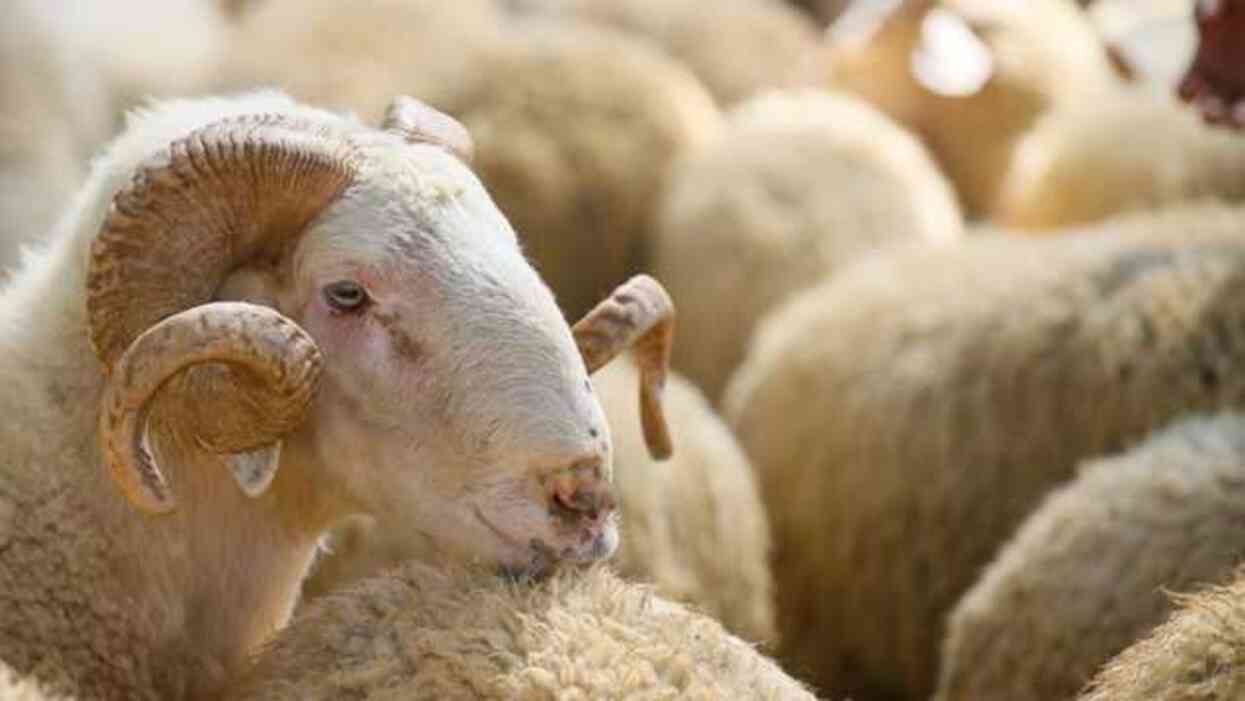 Kurban kesmeden önce ne söylenir, nasıl tekbir getirilir? Kurbanlık keserken nelere dikkat edilmelidir?