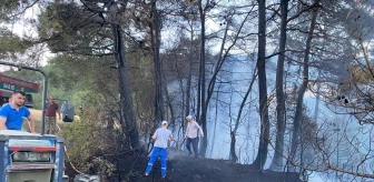 Sakarya'da Orman Yangını: 5 Hektarlık Alan Zarar Gördü
