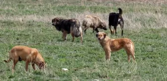 Sokak hayvanları nasıl uyutulacak? AK Partili isimden çok tartışılacak 'ötanazi' ifadesi