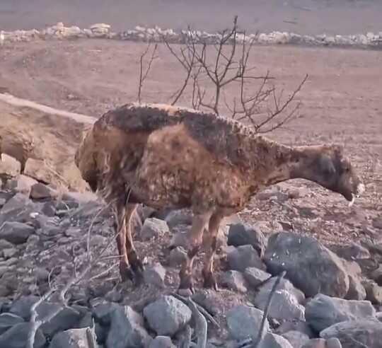 Diyarbakır'daki yangından kahreden görüntü! Hem ağladı, hem kaydetti: Hepsi yanmış, burası ceset dolu