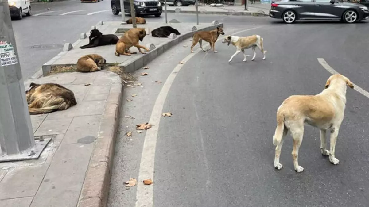 İstanbul'un göbeğinde kuduz şüphesi! Sokak köpeğinin ısırdığı adam hastanede ikinci şoku yaşadı