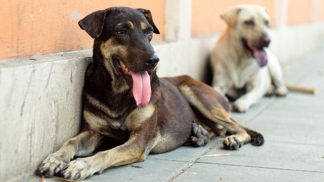 Sokak hayvanları yasası nedir? Sokak köpekleri uyutulacak mı? 2024 TBMM'de sokak hayvanları kanun teklifinde son durum!