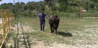 Mahalle mahalle gezip tırnak bakımı yapıyor