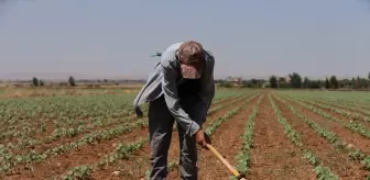 Şanlıurfa'da Sıcak Hava Nedeniyle Çalışanlar Zor Günler Geçiriyor