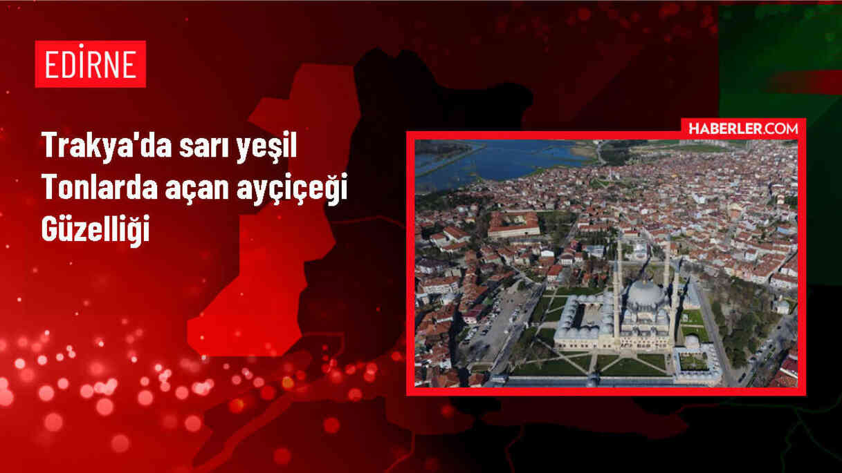 Trakya'da Ayçiçeği Tarlaları Güzelliğiyle Göz Kamaştırıyor