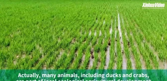 Çinli çiftçilerin ördek ve pirinç yetiştiriciliğini birleştiren parlak fikri
