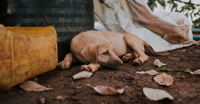 Cumhurbaşkanı Erdoğan'dan sokak köpekleri için talimat! Cumhurbaşkanı sokak köpekleriyle ilgili ne talimat verdi?