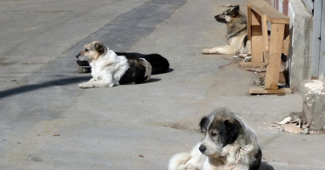 Cumhurbaşkanı Erdoğan'dan sokak köpekleri için talimat! Cumhurbaşkanı sokak köpekleriyle ilgili ne talimat verdi?