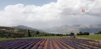 Emekli hemşire lavanta yetiştiriciliğiyle kadınlara örnek oluyor