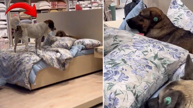 Controversial image! They handed over the beds in the store to the command of street dogs.