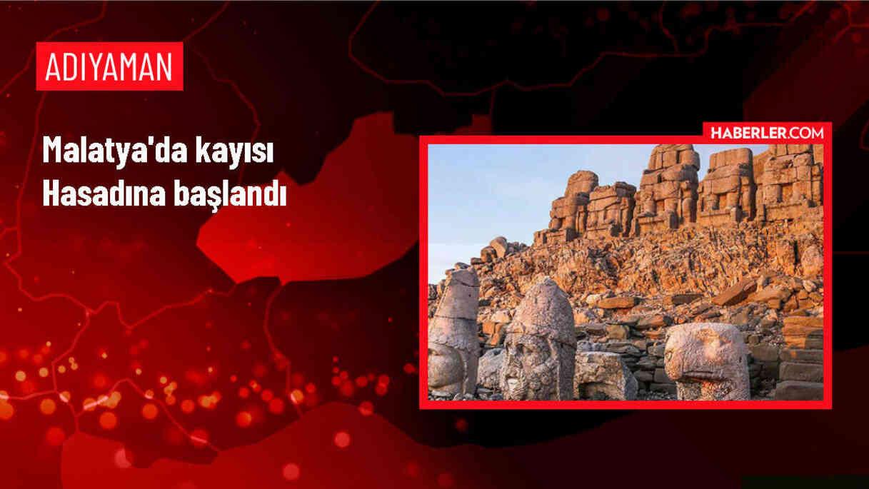 Malatya Kayısısı Hasadı Başladı