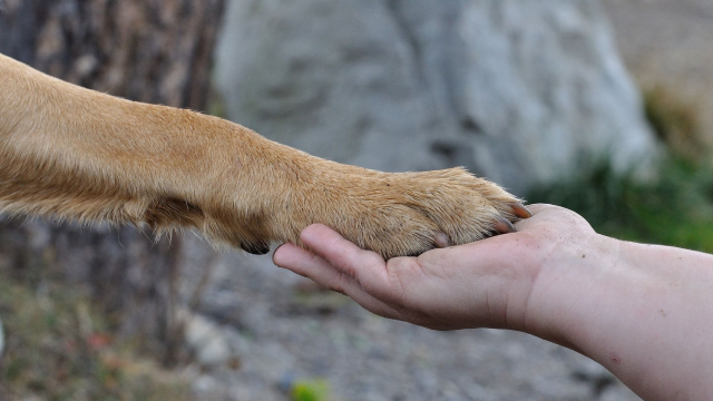 Sokak köpekleri uyutulacak mı, ne zaman? Cumhurbaşkanı Erdoğan'dan sokak hayvanları açıklaması!