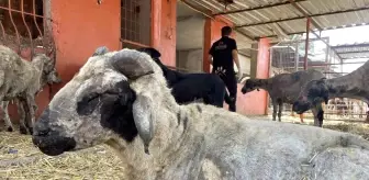 Diyarbakır ve Mardin'deki Yangından Etkilenen Hayvanlar Adana'da Tedavi Altına Alındı