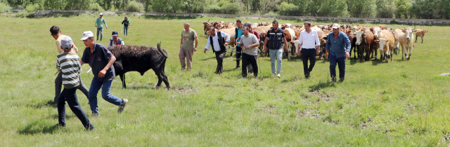 7-hour chase like a movie! Escaped Angus bulls devastated the villagers