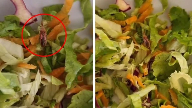 A live insect came out of the salad given to the staff at the state hospital.
