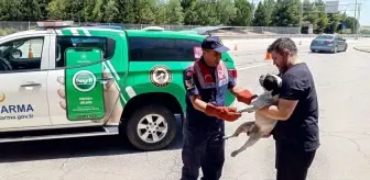 Edirne'de Yaralı Köpek Tedavi Altına Alındı