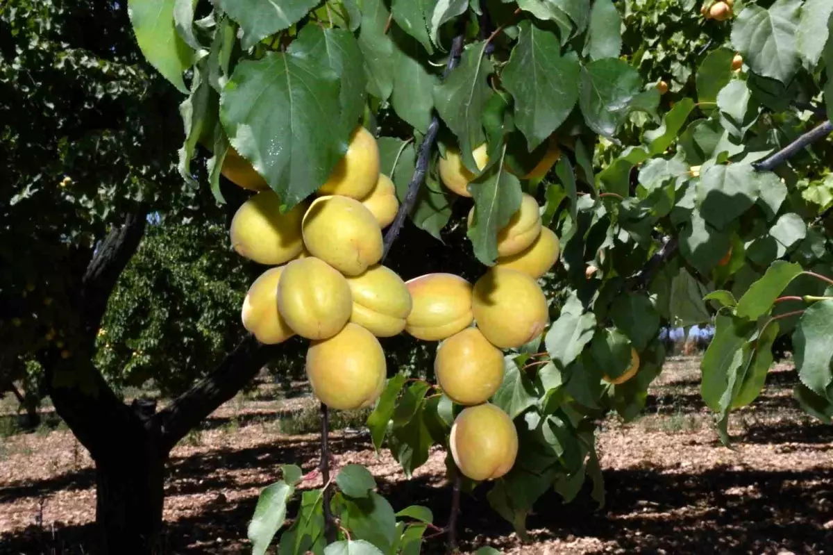 Malatya'da Kayısı Hasadı Başladı, İşçi Bulmakta Zorlanılıyor