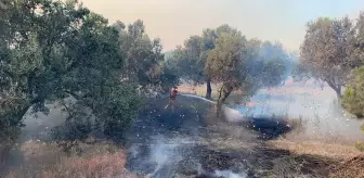 Çanakkale'de Orman ve Çimento Fabrikasına Sıçrayan Yangın