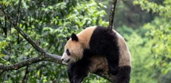 ABD'ye giriş yapan ilk panda çifti San Diego Hayvanat Bahçesi'ne gidiyor