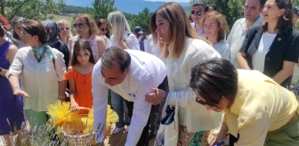 Ankara'nın Nallıhan ilçesinde lavanta hasat şenliği düzenlendi