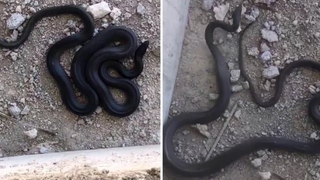 Giant Snake Panic in Construction Site in Elazığ