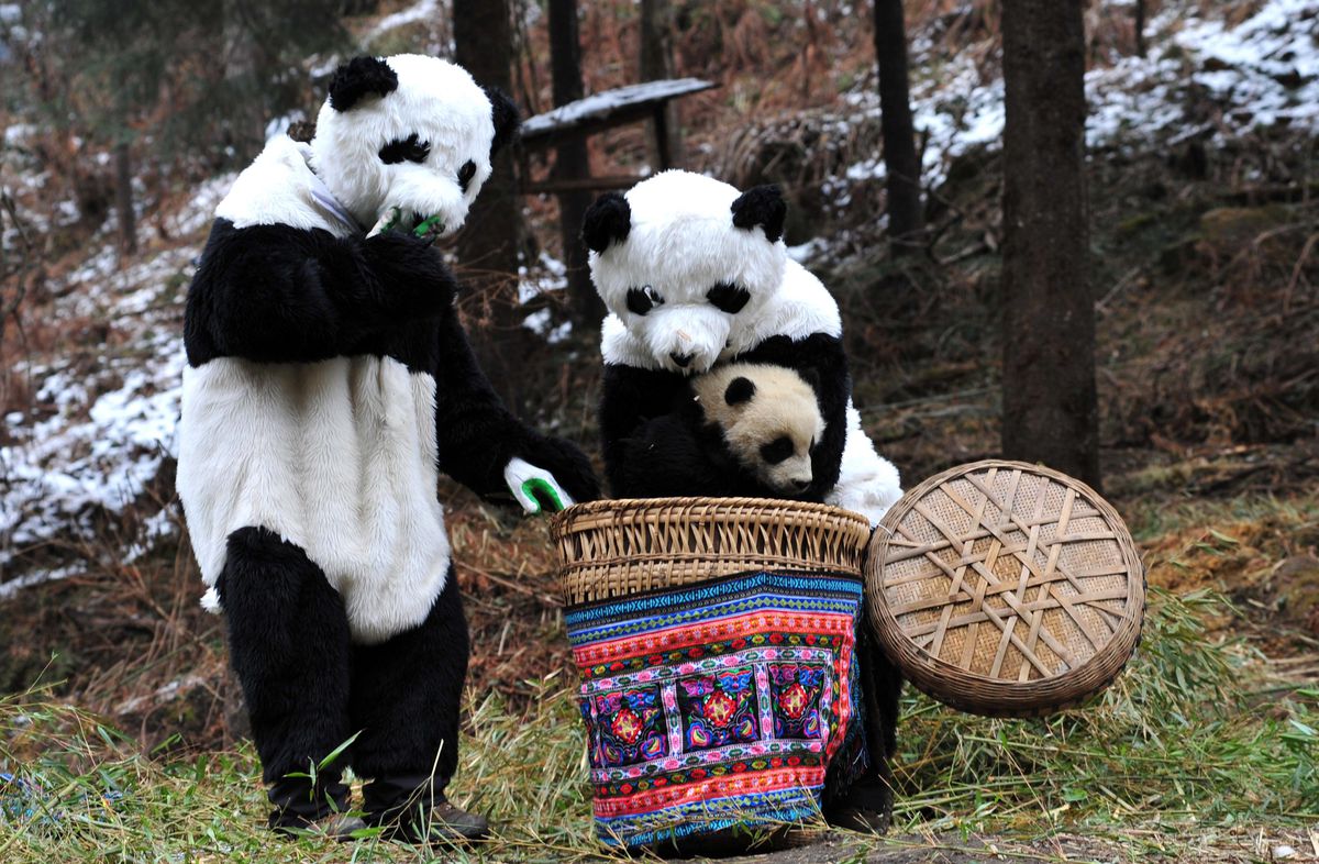 Çin, Panda Koruma Çabalarını İlerletiyor