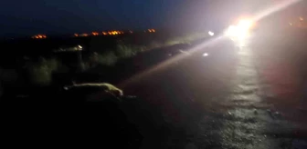 Adilcevaz'da otomobil koyun sürüsüne çarptı: Çok sayıda koyun telef oldu