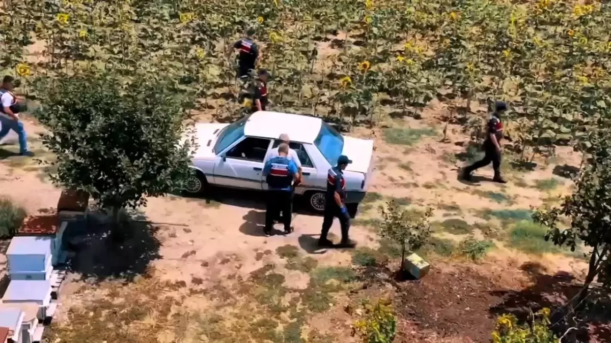 Tekirdağ'da Hazine Arazisine Kenevir Eken Şahıs Yakalandı