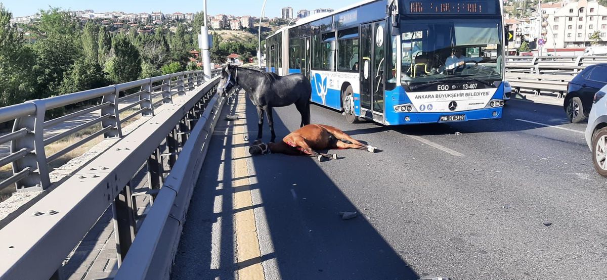 Ankara'da Başıboş Atlar Trafiği Tehlikeye Düşürdü