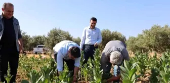 Aydın'ın Karacasu ilçesinde Tütün Hasadı