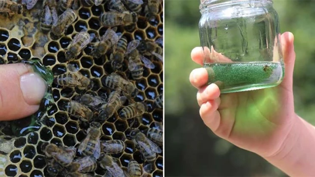 Green honey came out of the hive! The secret will be revealed through research.