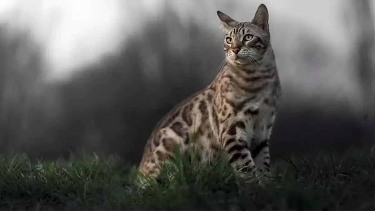 Yeni Zelanda'da tartışmalı kedi avı yarışmasında 370 kedi öldürüldü