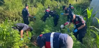 Bartın'da Uyuşturucu Operasyonu: 1 Şüpheli Yakalandı, 300 Kök Kenevir Ele Geçirildi