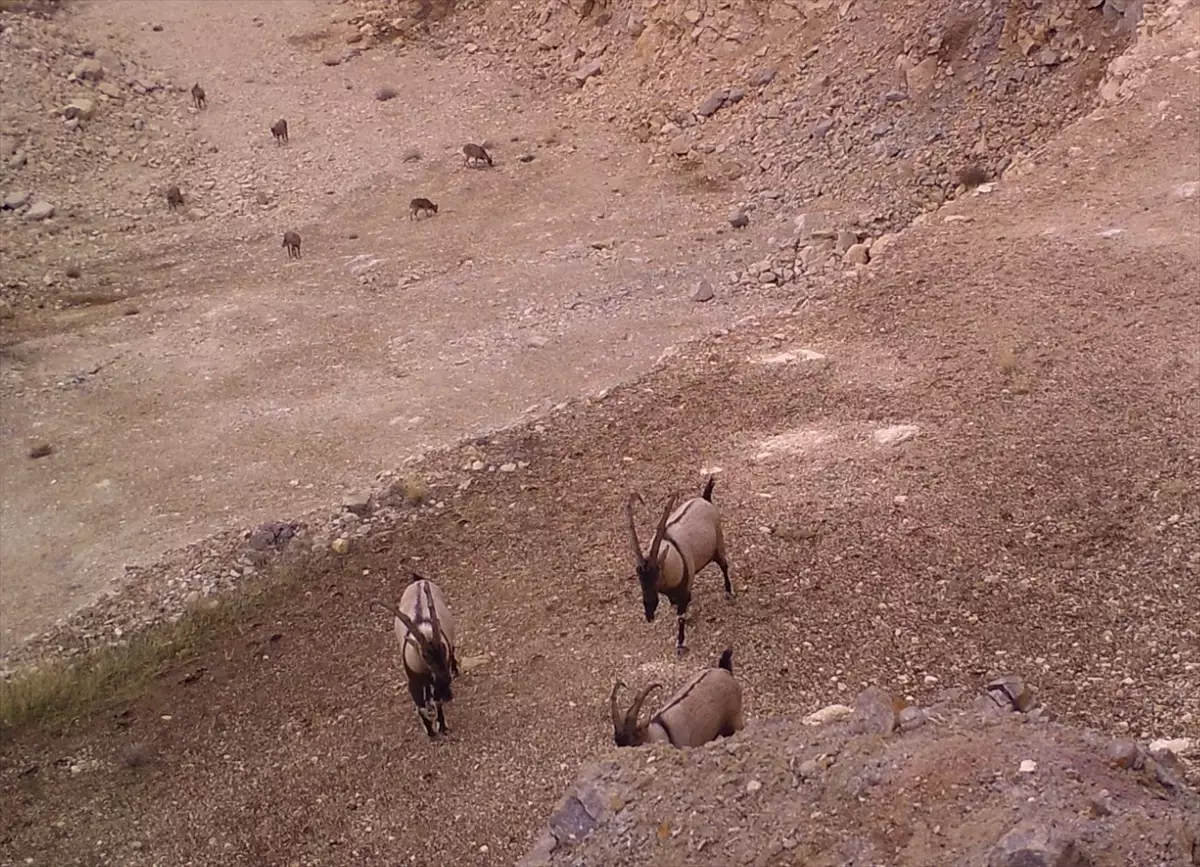 Bingöl'de Kurt Sürüsü, Yaban Keçisi ve Domuzları Fotokapanla Kaydedildi