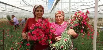 Isparta'da Hasat Edilen Karanfiller Avrupa Ülkelerine İhraç Ediliyor