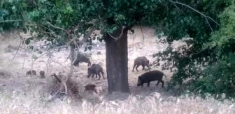 Malatya'da yiyecek arayan domuz sürüsü kameralara yansıdı