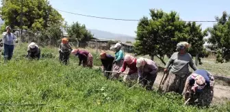 Aydın'da Kadınlar Biber Tarlalarında Çalışıyor