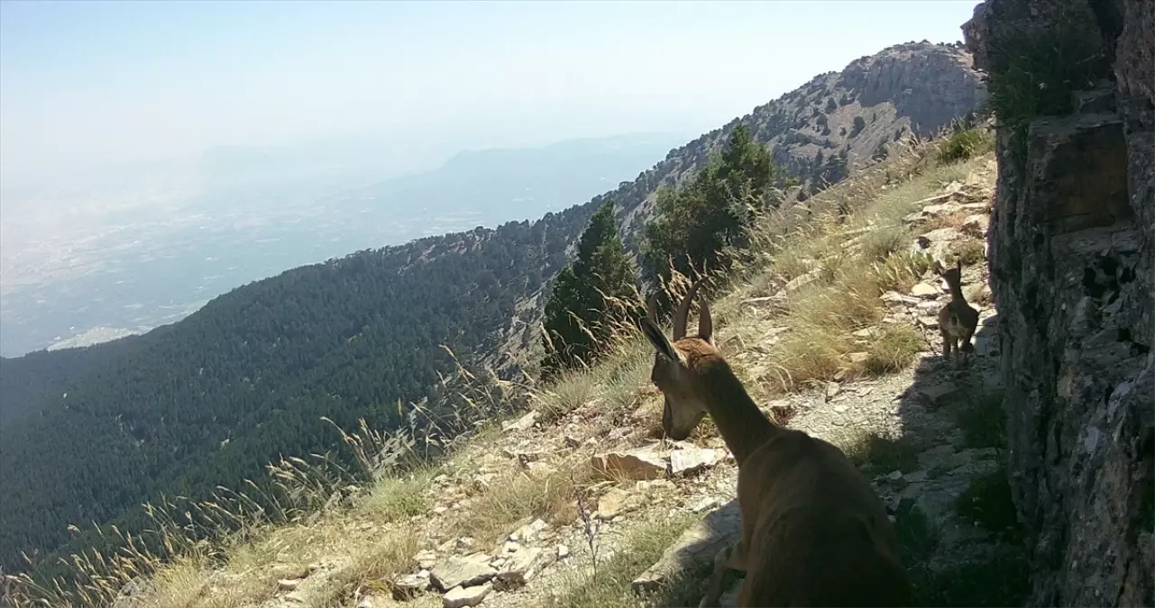 Denizli'de Ormanlık Alanda Fotokapanla Görüntülenen Yaban Hayvanları