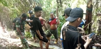 Endonezya'da ormanda yürüyen kadın, 9 metrelik piton tarafından öldürüldü