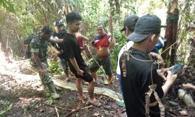 Женщина, гуляющая в лесу в Индонезии, была убита питоном длиной 9 метров.