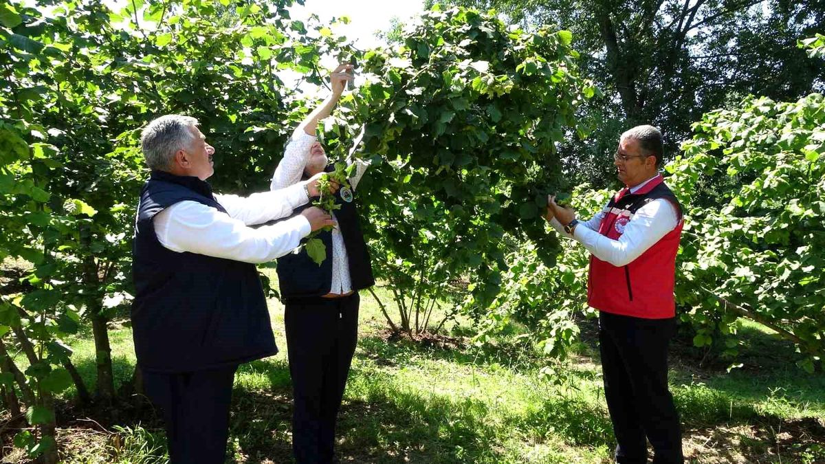 Ordu'da 2024 yılı fındık rekolte çalışmaları başladı