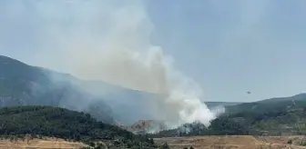 Manisa'da çıkan orman yangını kontrol altına alındı