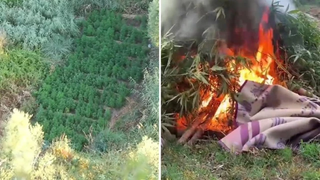 UNESCO World Heritage Hevsel Gardens raided for narcotics! Thousands of cannabis plants seized.
