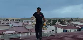 Erzurum'da Mahsur Kalan Kedi İtfaiye Ekiplerince Kurtarıldı