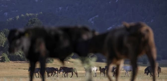 Antalya'da Yılkı Atları Beydağları Eteklerinde Görüntülendi